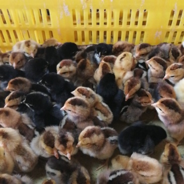 改良杂斗鸡苗，出壳苗，已打好疫苗