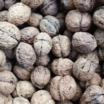 大货供应｛薄皮核桃｝可批量可零售量大从优【包邮】