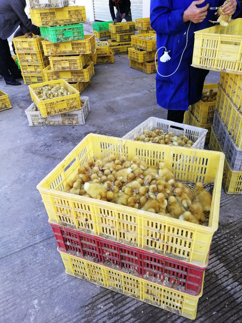 桂柳白鸭苗，出壳苗，已打好疫苗