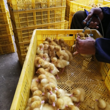 桂柳白鸭苗，出壳苗，已打好疫苗