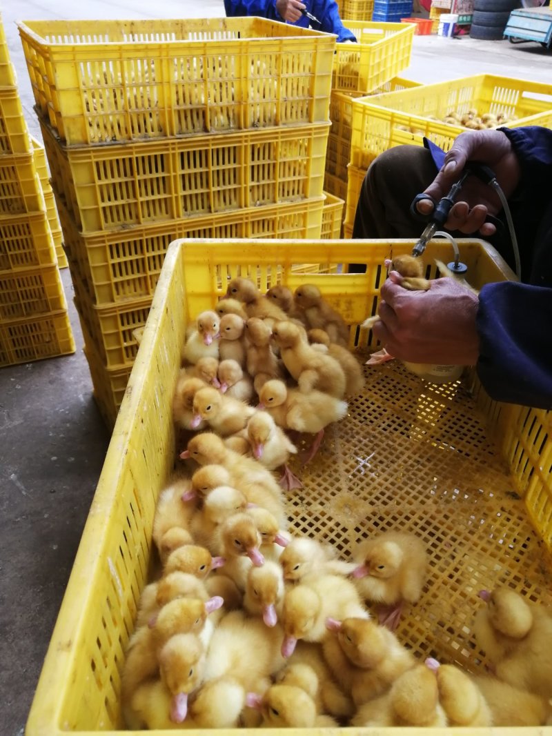 桂柳白鸭苗，出壳苗，已打好疫苗