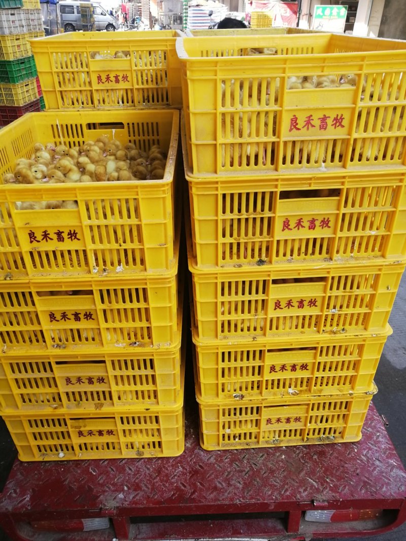 桂柳白鸭苗，出壳苗，已打好疫苗
