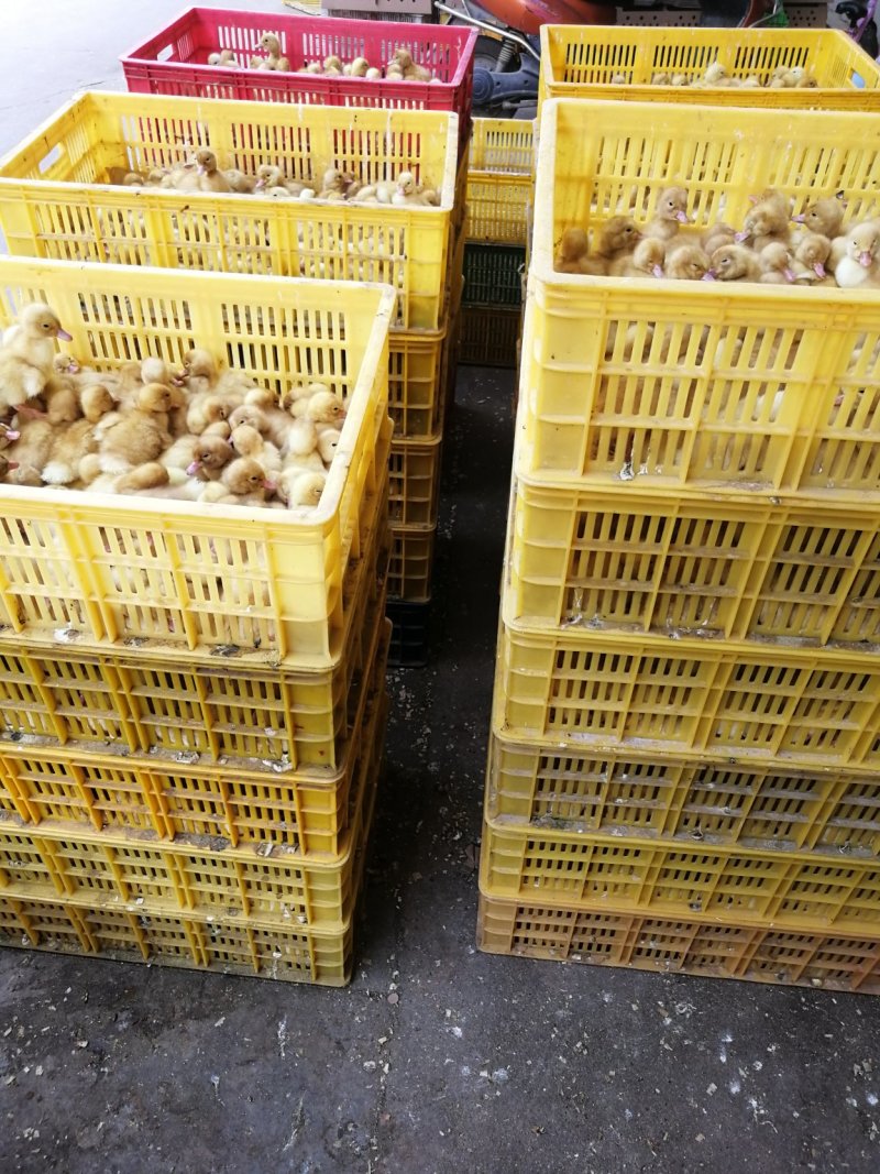 桂柳白鸭苗，出壳苗，已打好疫苗