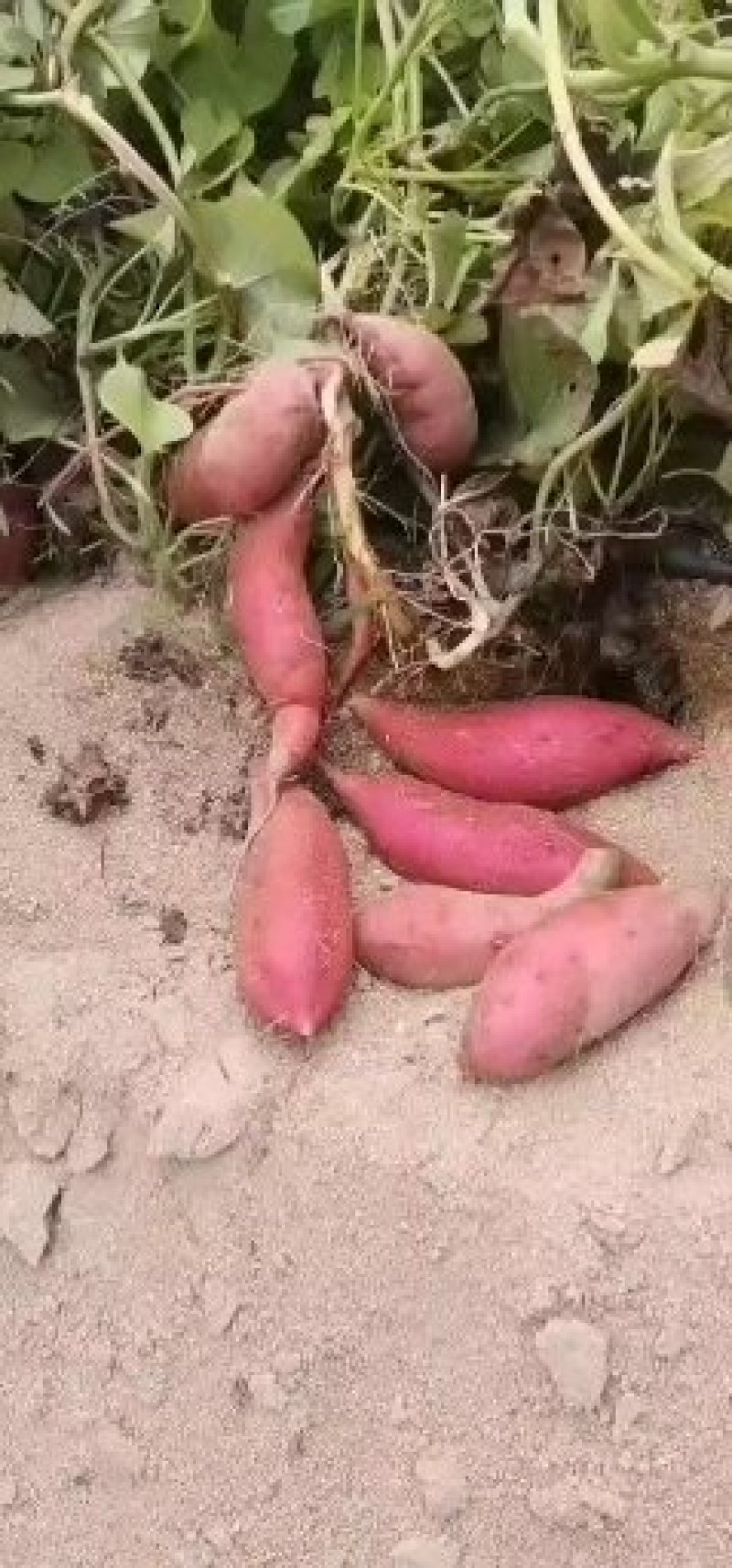海南临安小香薯+板栗薯+高系桥头地瓜产地直销