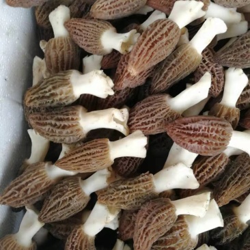 新鲜羊肚菌