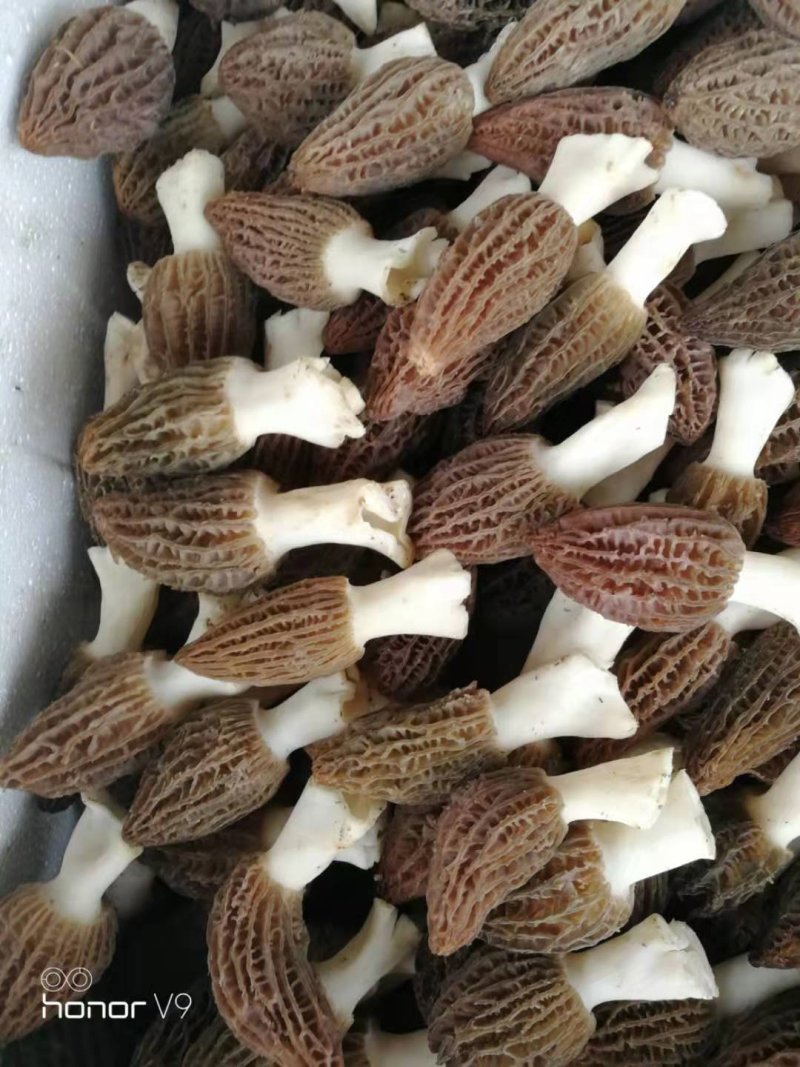 新鲜羊肚菌