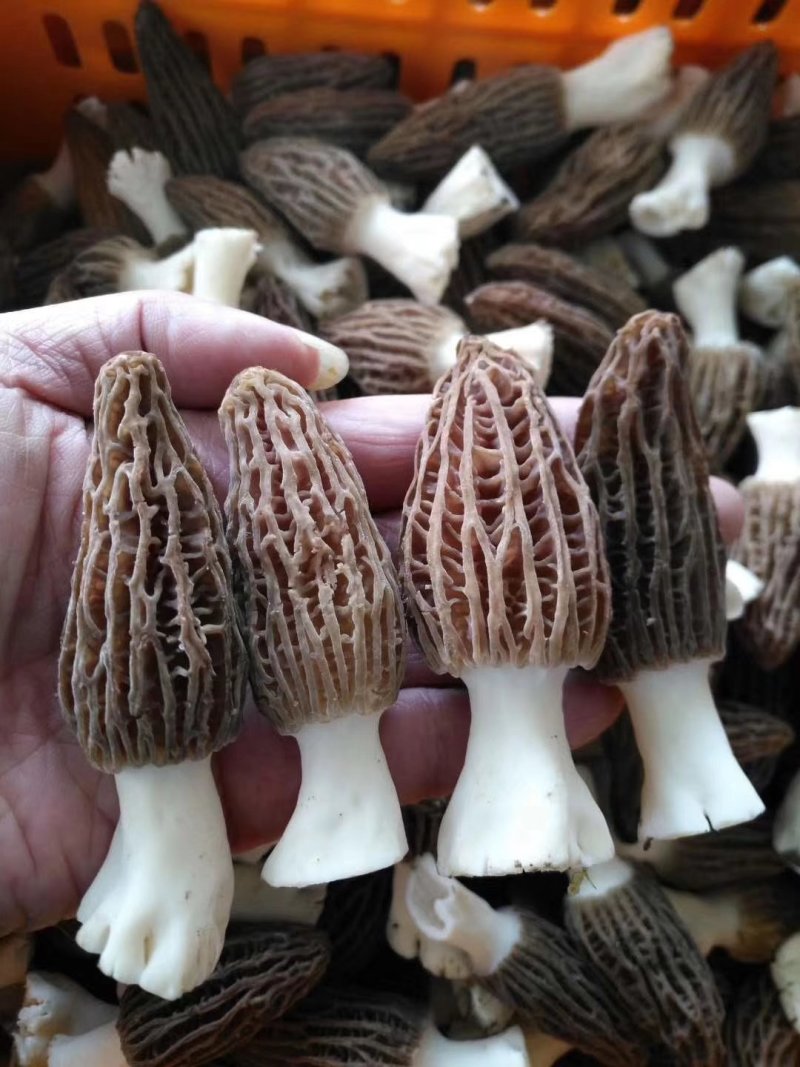 新鲜羊肚菌