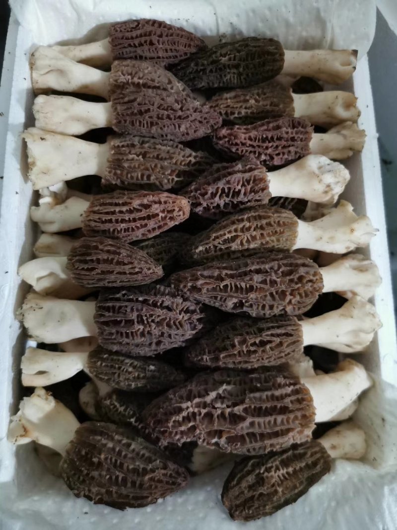 新鲜羊肚菌