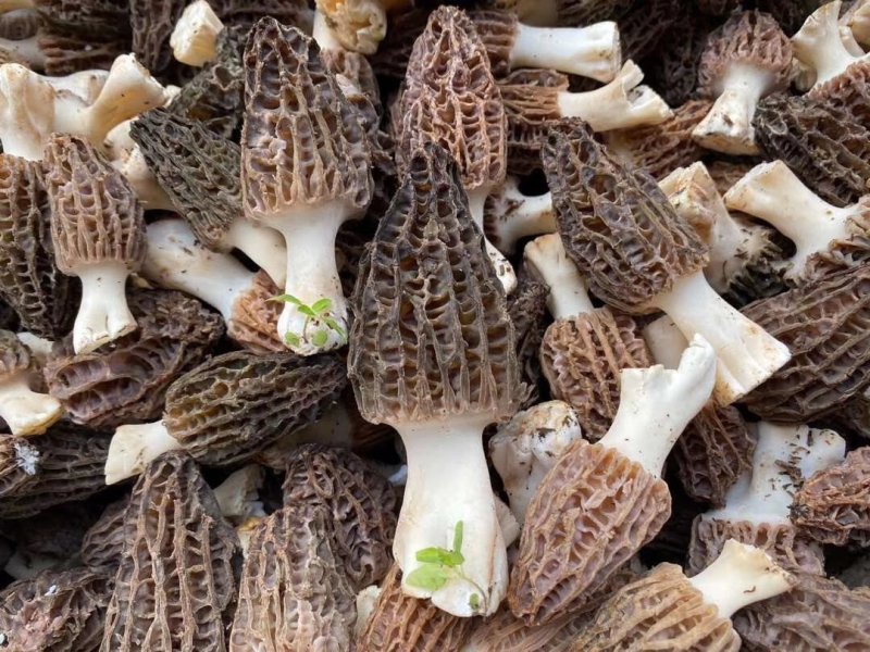 新鲜羊肚菌