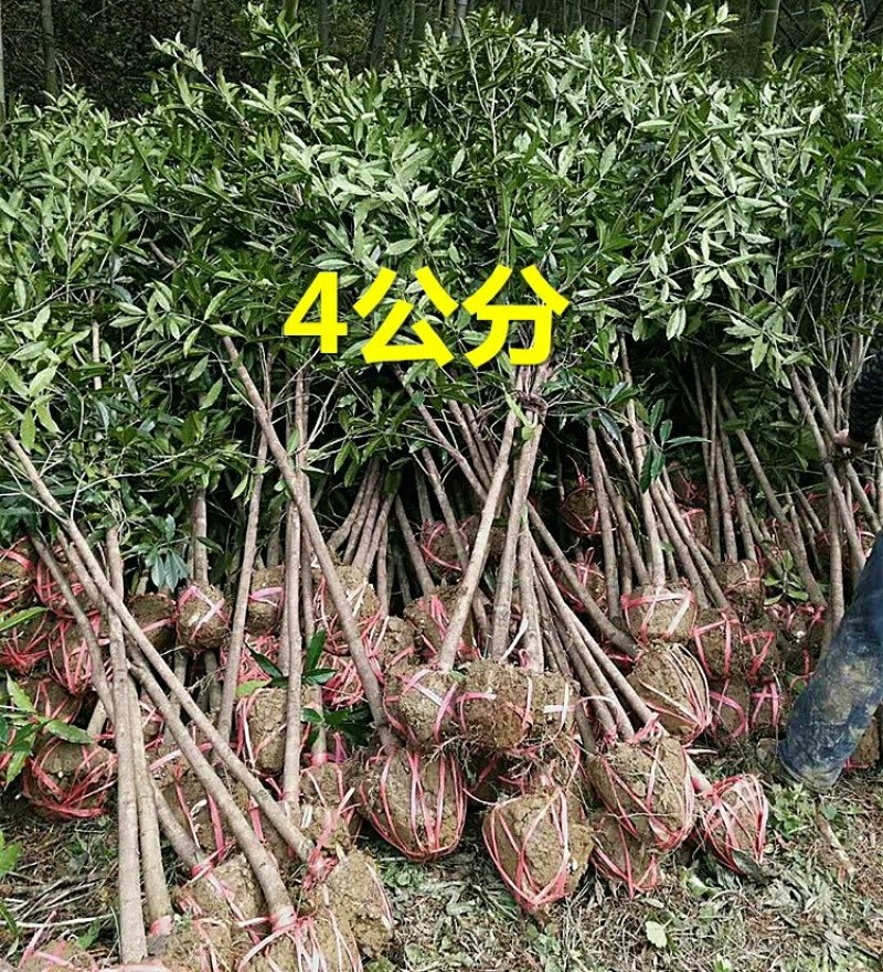 桂花树大树金桂丹桂四季桂八月桂朱砂桂绿化苗庭院盆栽桂花