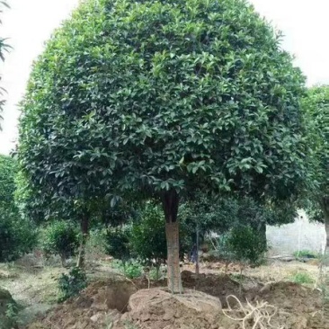 桂花树大树金桂丹桂四季桂八月桂朱砂桂绿化苗庭院盆栽桂花