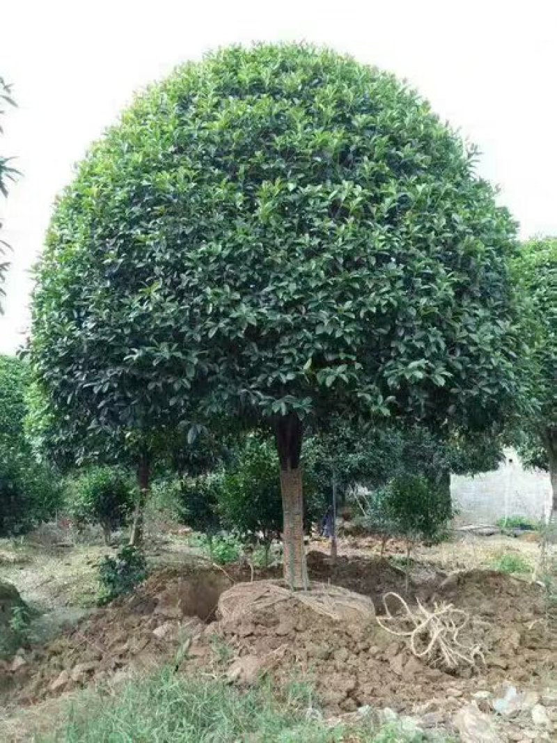 桂花树大树金桂丹桂四季桂八月桂朱砂桂绿化苗庭院盆栽桂花