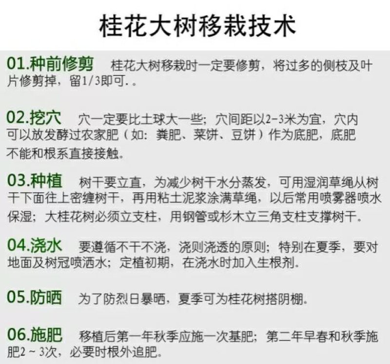 桂花树大树金桂丹桂四季桂八月桂朱砂桂绿化苗庭院盆栽桂花