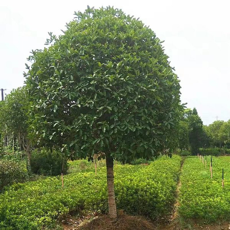 桂花树大树金桂丹桂四季桂八月桂朱砂桂绿化苗庭院盆栽桂花