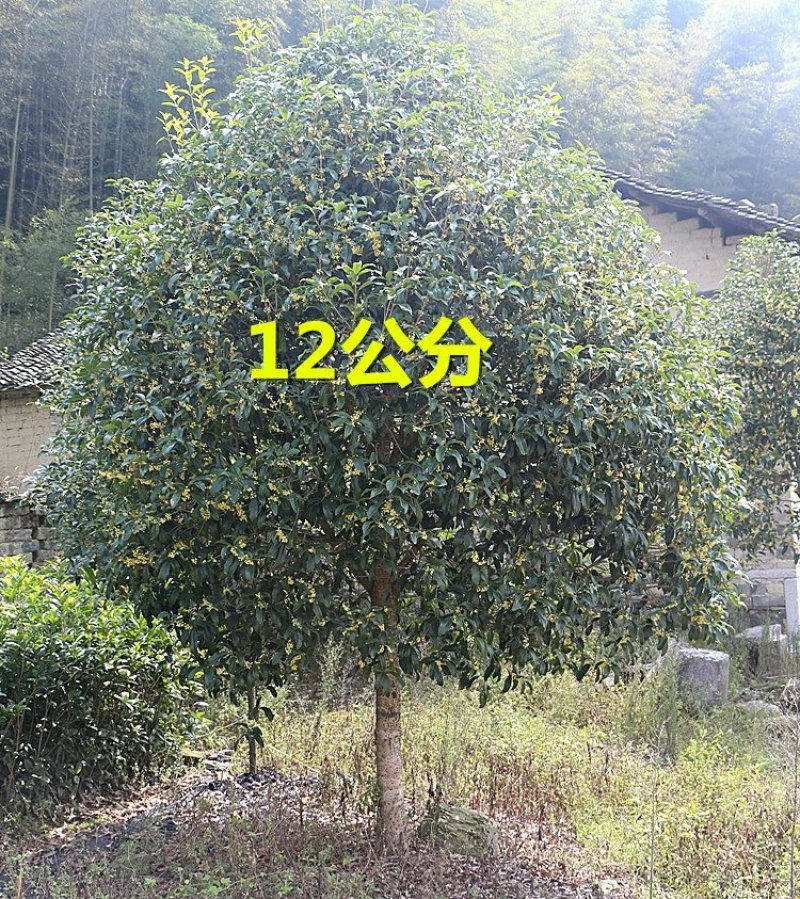 桂花树大树金桂丹桂四季桂八月桂朱砂桂绿化苗庭院盆栽桂花