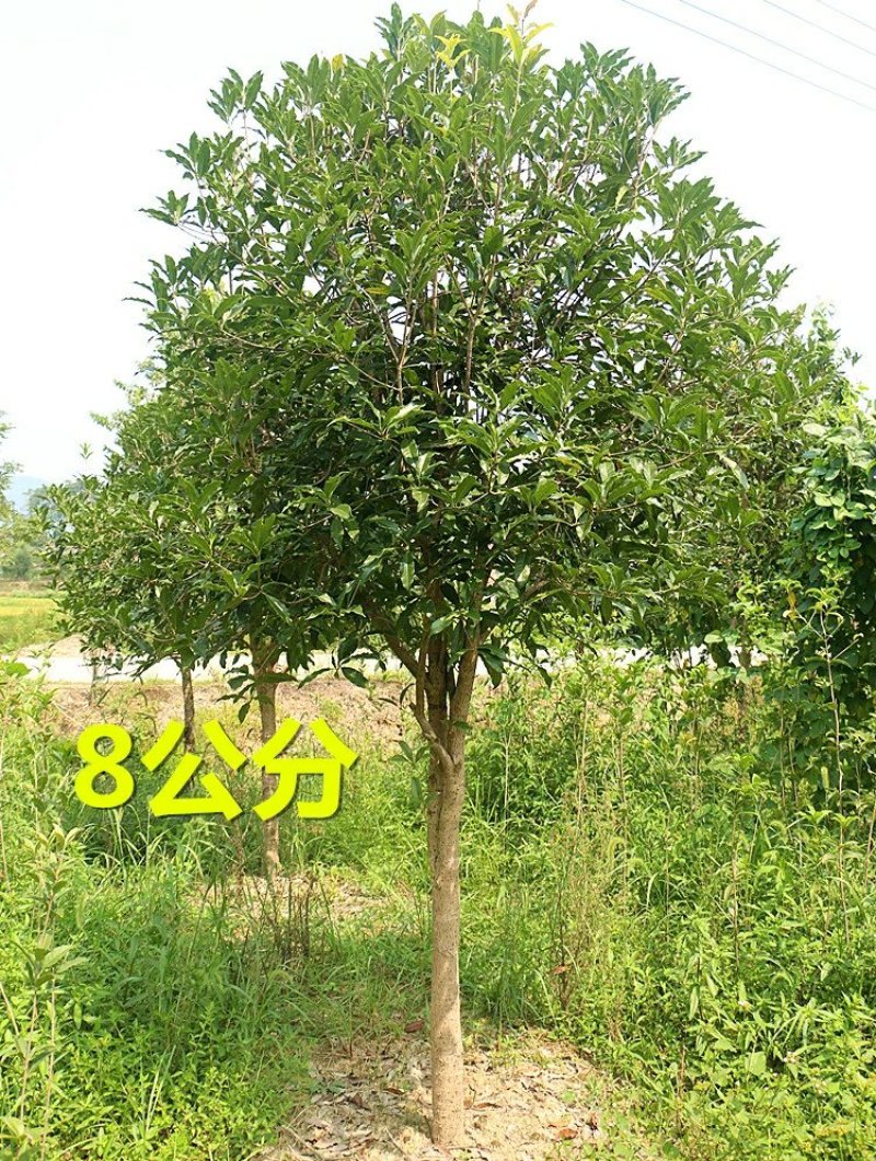 桂花树大树金桂丹桂四季桂八月桂朱砂桂绿化苗庭院盆栽桂花
