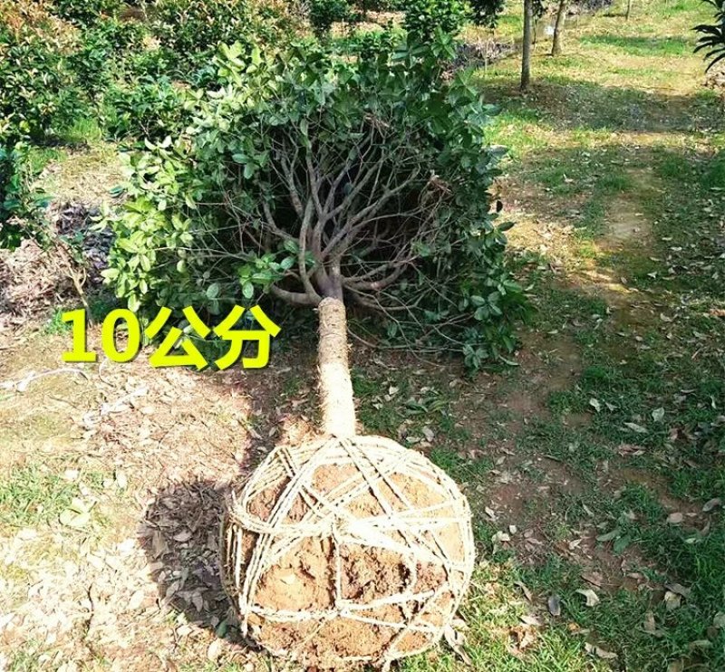 桂花树大树金桂丹桂四季桂八月桂朱砂桂绿化苗庭院盆栽桂花