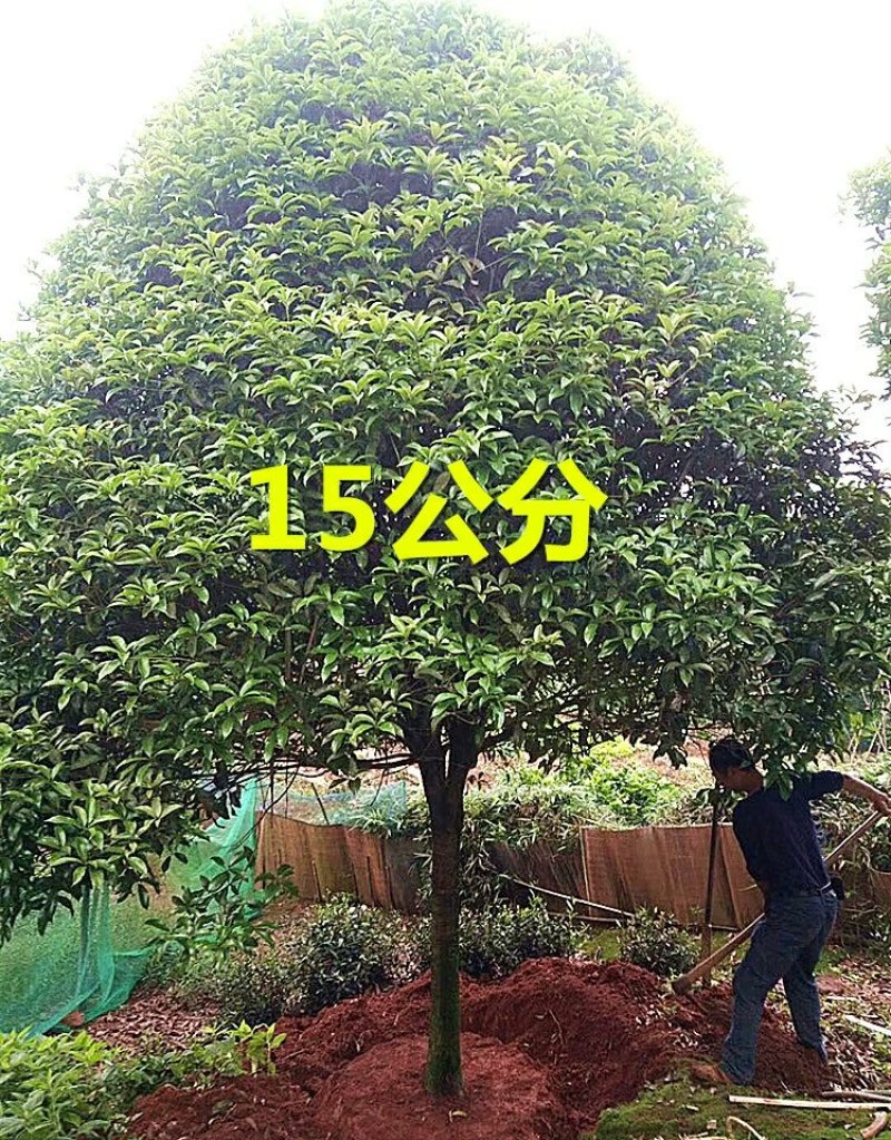 桂花树大树金桂丹桂四季桂八月桂朱砂桂绿化苗庭院盆栽桂花