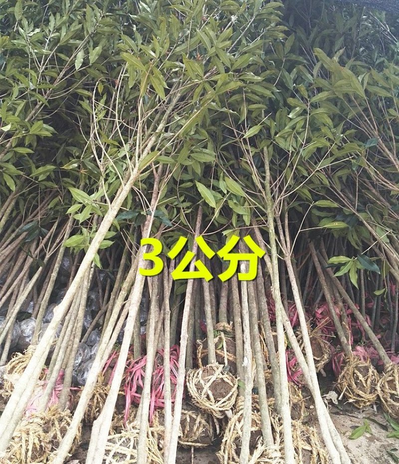 桂花树大树金桂丹桂四季桂八月桂朱砂桂绿化苗庭院盆栽桂花