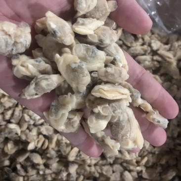 原汁花蛤肉干冰无沙