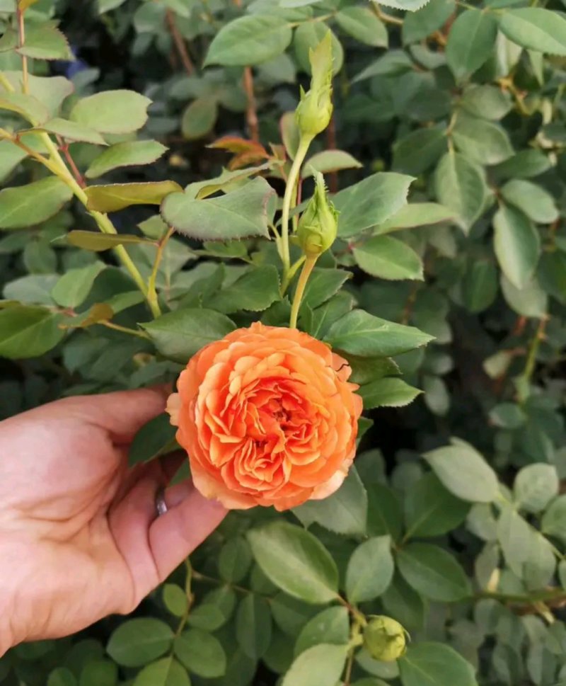爬藤藤本月季苗【带盆发货】【花色随机发货】花色齐全