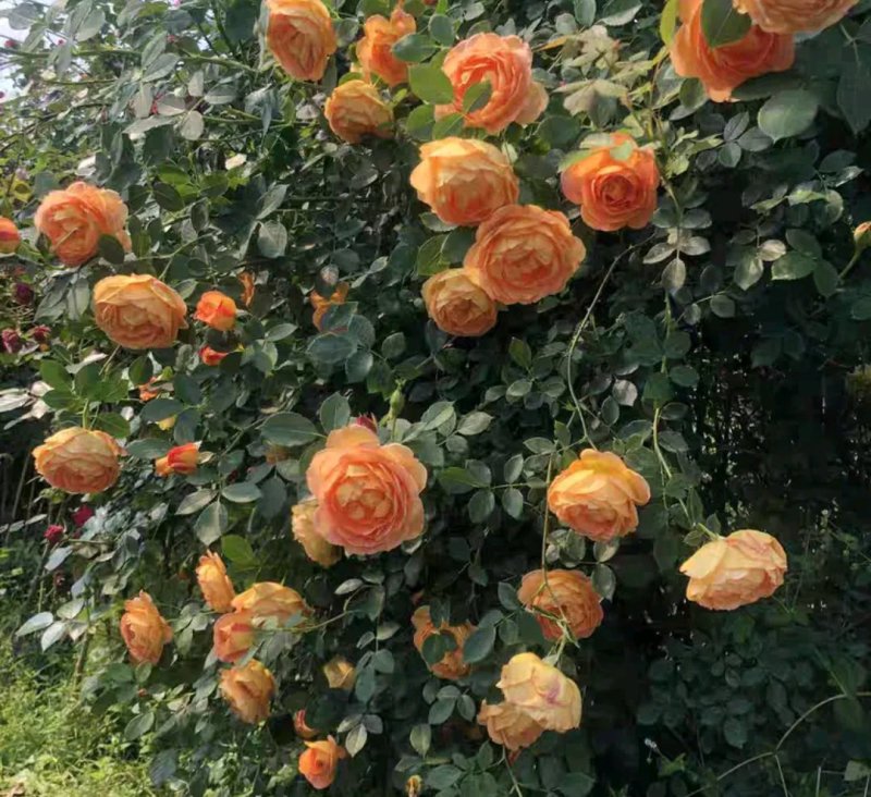 爬藤藤本月季苗【带盆发货】【花色随机发货】花色齐全
