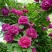 爬藤藤本月季苗【带盆发货】【花色随机发货】花色齐全