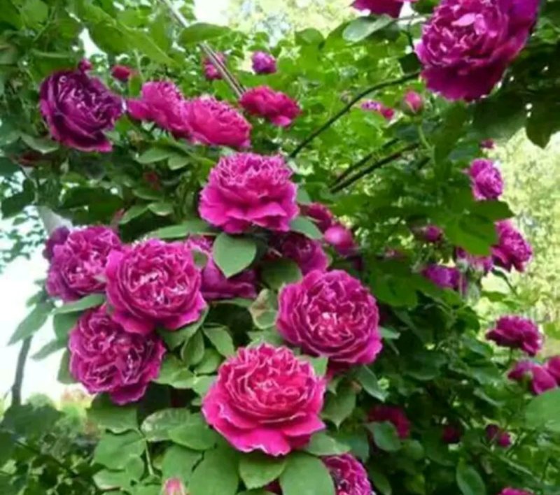 爬藤藤本月季苗【带盆发货】【花色随机发货】花色齐全