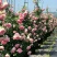 爬藤藤本月季苗【带盆发货】【花色随机发货】花色齐全