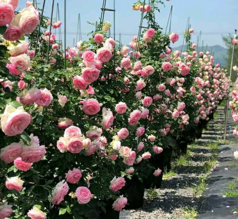 爬藤藤本月季苗【带盆发货】【花色随机发货】花色齐全