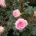 爬藤藤本月季苗【带盆发货】【花色随机发货】花色齐全