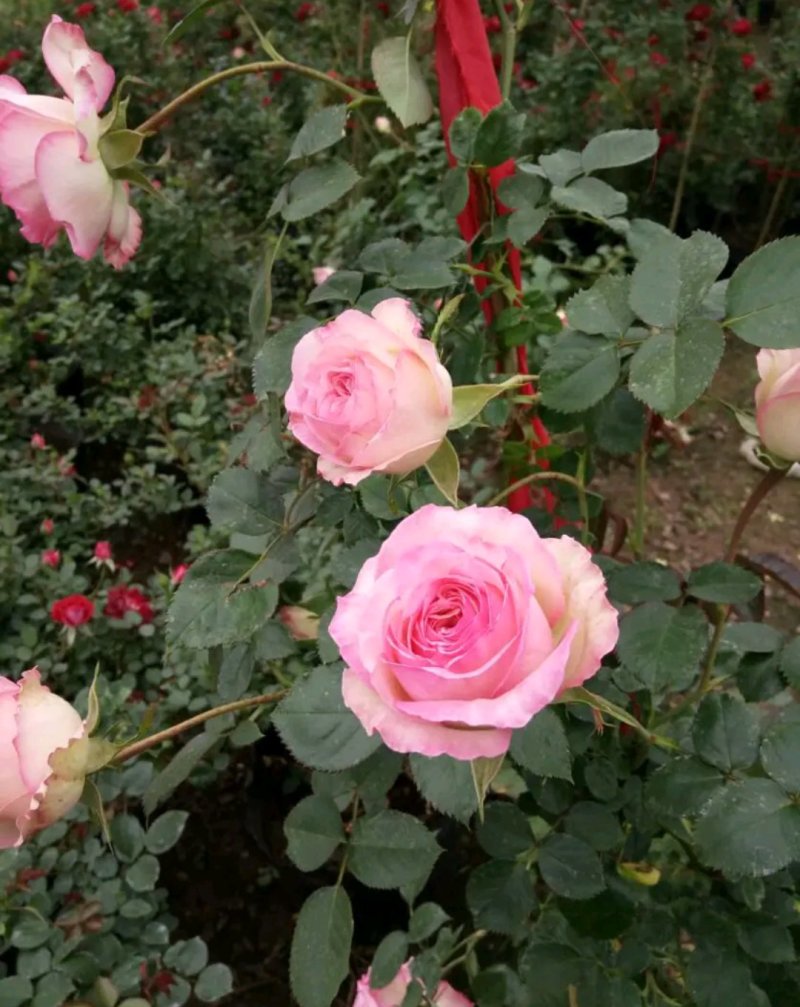 爬藤藤本月季苗【带盆发货】【花色随机发货】花色齐全