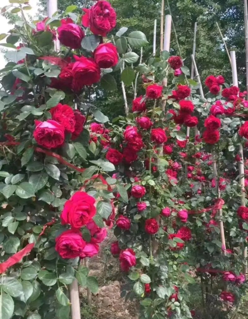 爬藤藤本月季苗【带盆发货】【花色随机发货】花色齐全