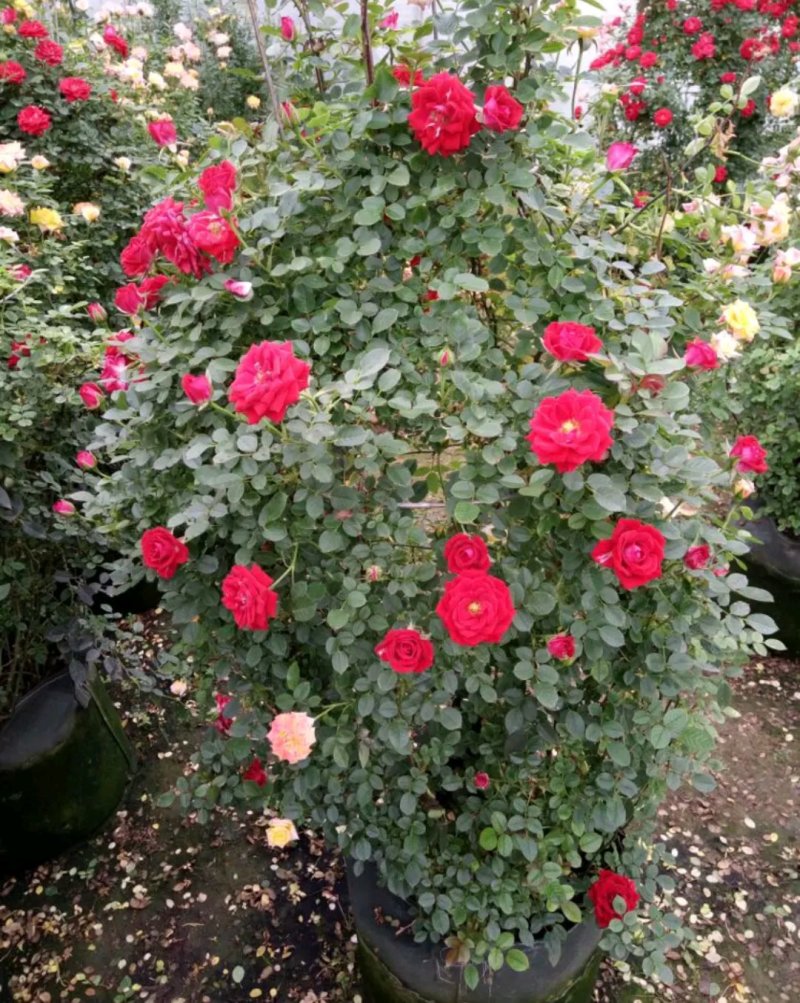 爬藤藤本月季苗【带盆发货】【花色随机发货】花色齐全