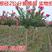 紫薇树苗红火箭百日红红火球天鹅绒紫薇苗工程绿化苗庭院苗