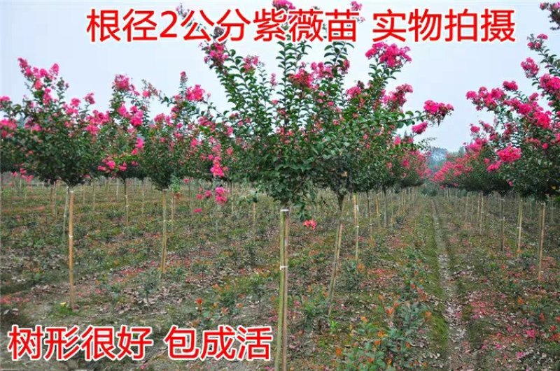 紫薇树苗红火箭百日红红火球天鹅绒紫薇苗工程绿化苗庭院苗