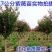 紫薇树苗红火箭百日红红火球天鹅绒紫薇苗工程绿化苗庭院苗