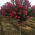 紫薇树苗红火箭百日红红火球天鹅绒紫薇苗工程绿化苗庭院苗