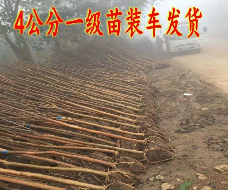 紫薇树苗红火箭百日红红火球天鹅绒紫薇苗工程绿化苗庭院苗
