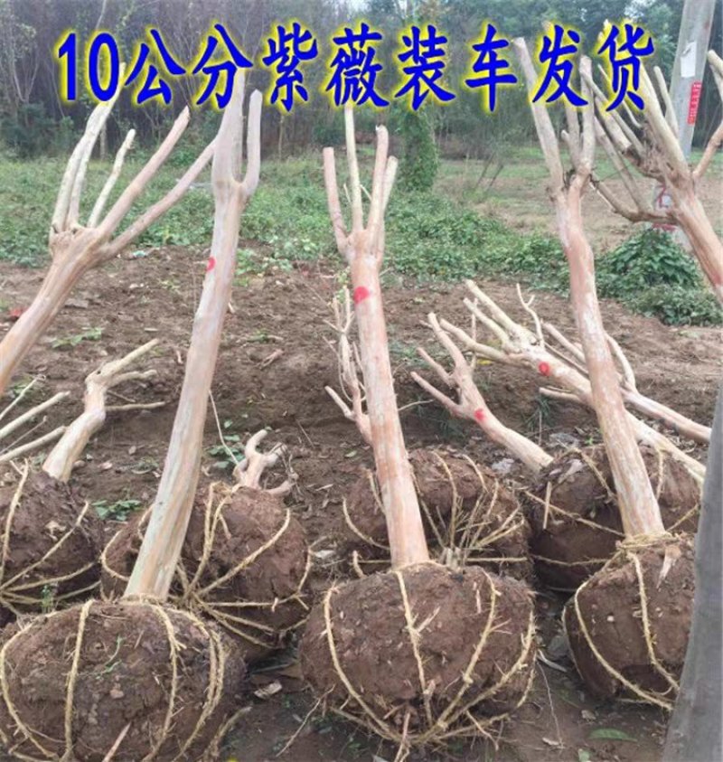 紫薇树苗红火箭百日红红火球天鹅绒紫薇苗工程绿化苗庭院苗