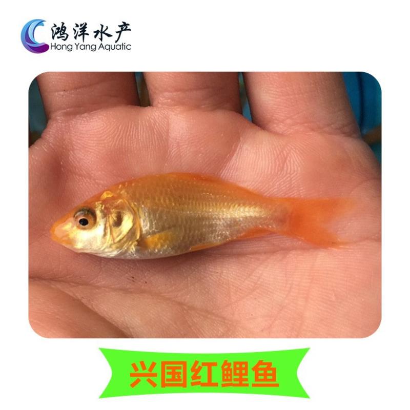 金丝红鲤鱼苗兴国红鲤鱼苗基地发货质量保证
