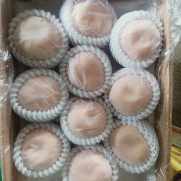 丰水梨