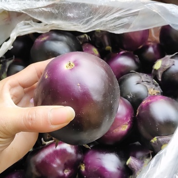 蔬菜茄子。圆茄紫光茄妞食堂零售均可