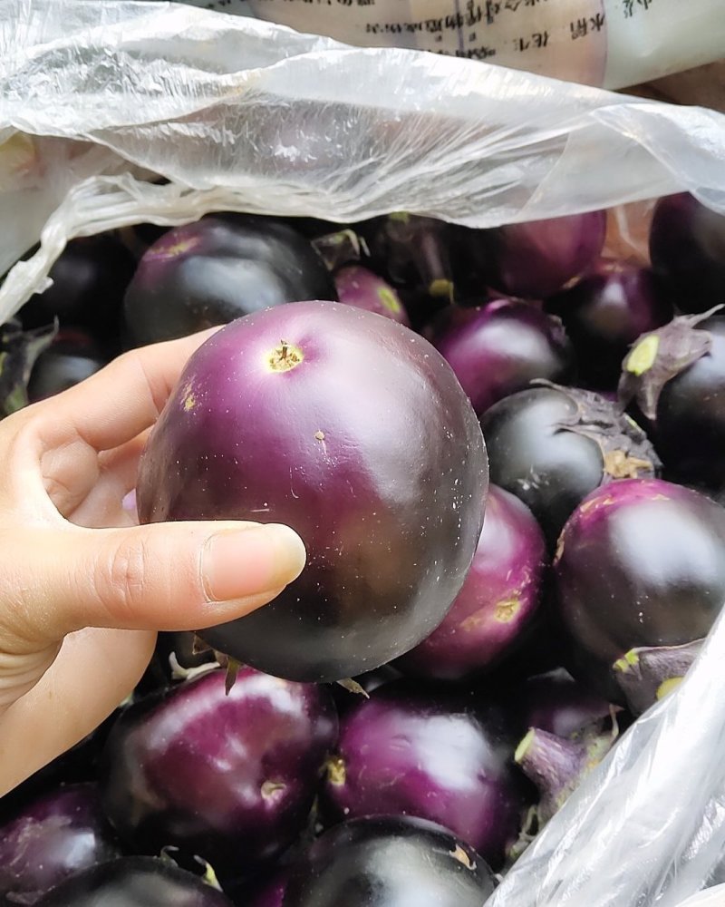 蔬菜茄子。圆茄紫光茄妞食堂零售均可