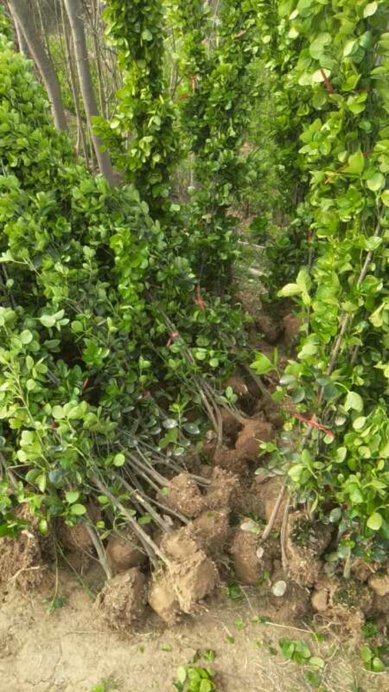 北海道床苗黄杨苗金森女贞红叶石楠基地大量出售