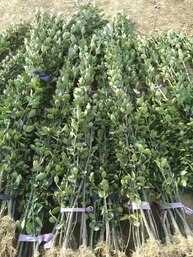 北海道床苗黄杨苗金森女贞红叶石楠基地大量出售