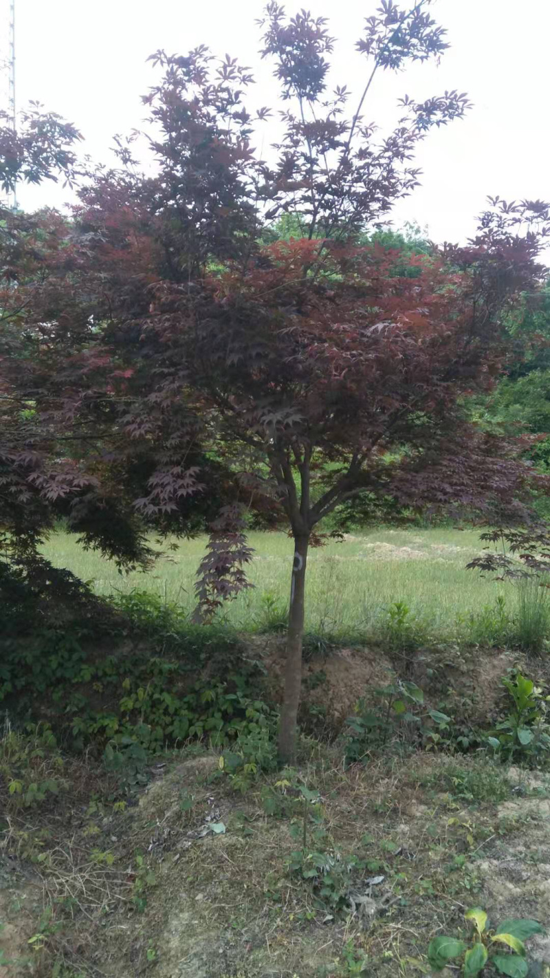 红枫地径2公分到15公分潢川卜塔集苗木基地直供规格齐全