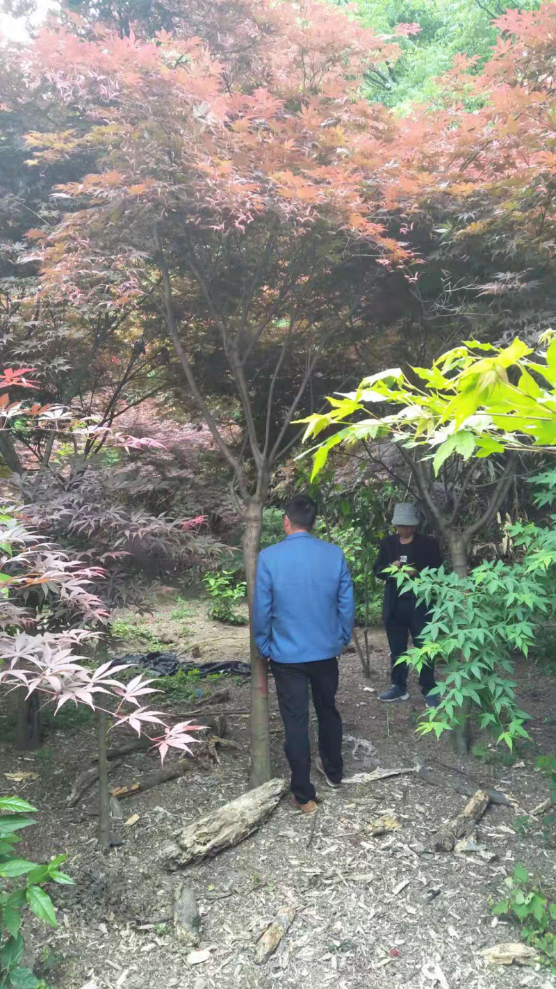 红枫地径2公分到15公分潢川卜塔集苗木基地直供规格齐全