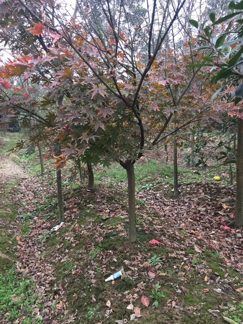红枫地径2公分到15公分潢川卜塔集苗木基地直供规格齐全