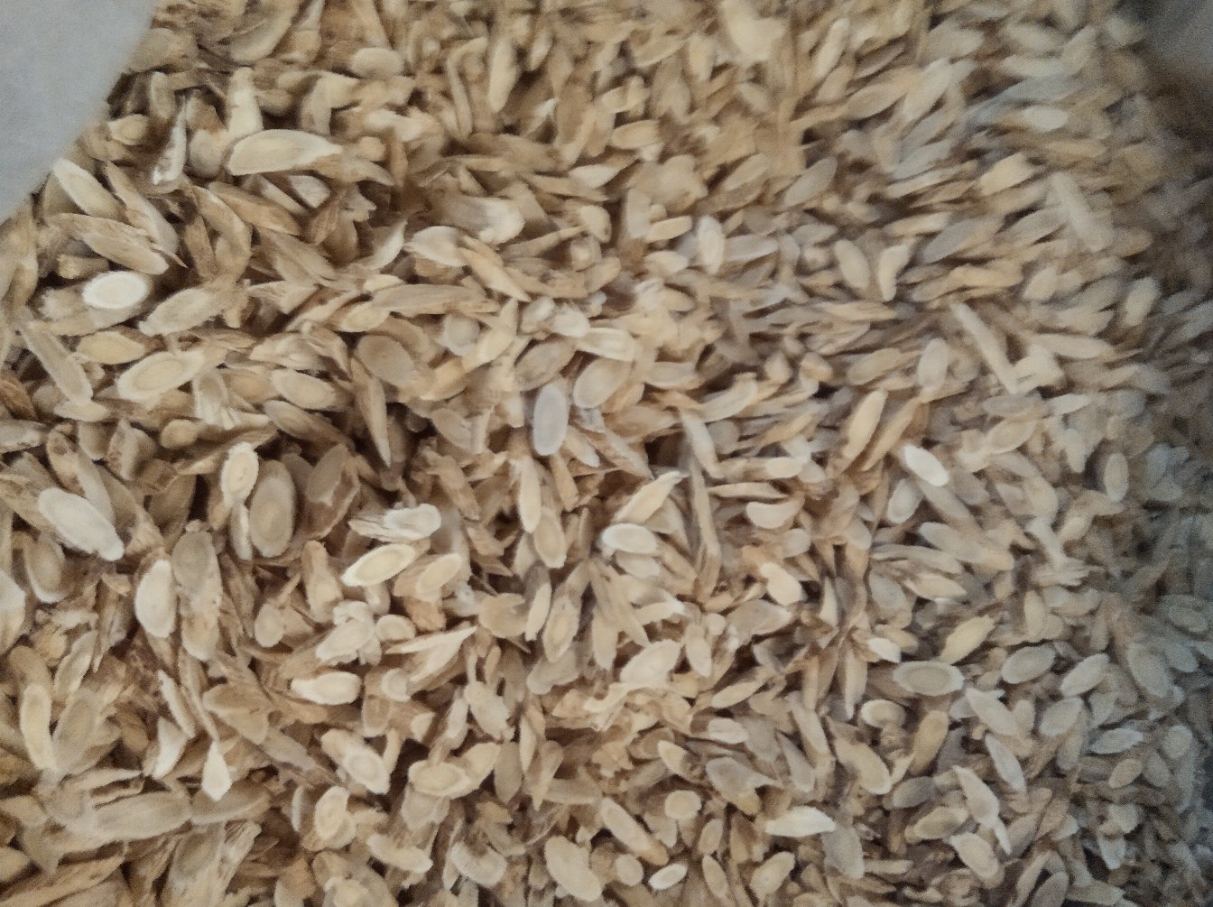 图片说明:左边为切片黄芪,右边为干燥浮小麦,两者均为天然农产品 黄芪与浮小麦的实物对比图